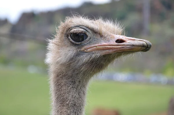 Detail Van Het Hoofd Van Een Struisvogel — Stockfoto