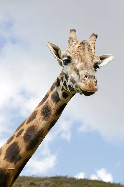 Detail Vom Kopf Einer Giraffe Mit Wolkenverhangenem Himmel Hintergrund — Stockfoto