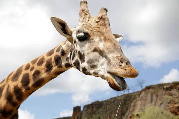Szczegóły Głowy Żyrafy Jedzącej Trawę — Zdjęcie stockowe