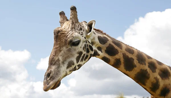 Szczegóły Głowy Żyrafy Zachmurzonym Niebem Tle — Zdjęcie stockowe