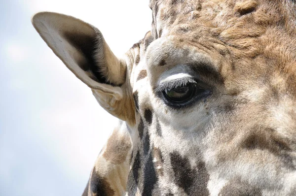 Szczegóły Głowy Żyrafy Zachmurzonym Niebem Tle — Zdjęcie stockowe