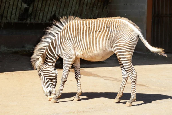 Grevy Zebra Equus Grevyi Stall — Stockfoto