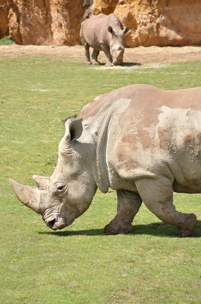 Deux Rhinocéros Marchant Dans Une Prairie — Photo