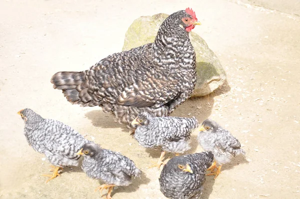 Mother Chicken Its Baby Chicks — Stock Photo, Image