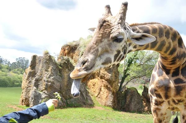 Kind Schenkt Einer Giraffe Einen Zweig Zum Essen — Stockfoto