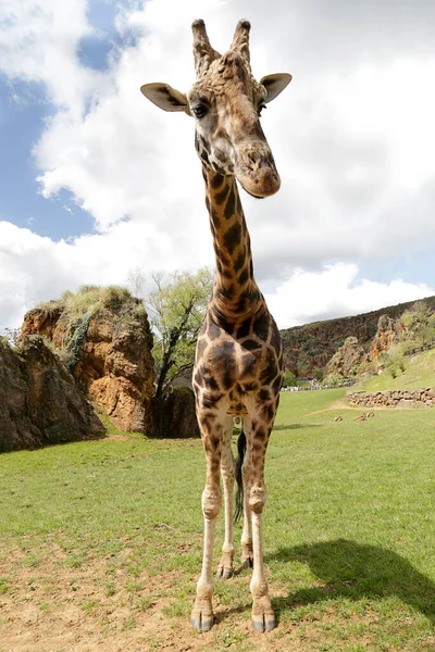 Giraffe Attraktivem Gelände — Stockfoto