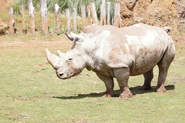 Rhinoceros Walking Meadow — Stock Photo, Image