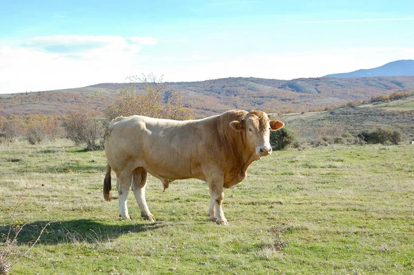 Jonge Bruine Stier Een Weiland Spanje — Stockfoto