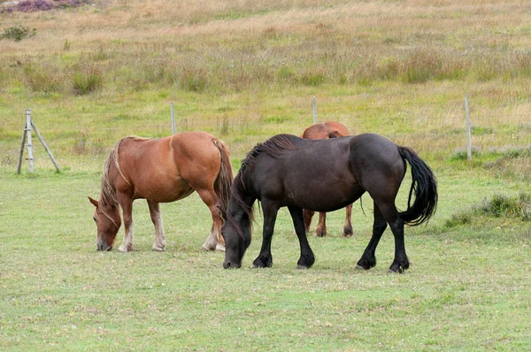 Tři Koně Pasoucí Zelené Louce — Stock fotografie