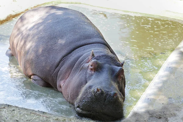 Close Captive Common Hippopotamus Hippopotamus Amphibius — Stock Photo, Image