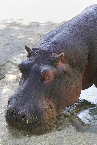 Close Van Een Gevangen Nijlpaard Hippopotamus Amfibie — Stockfoto