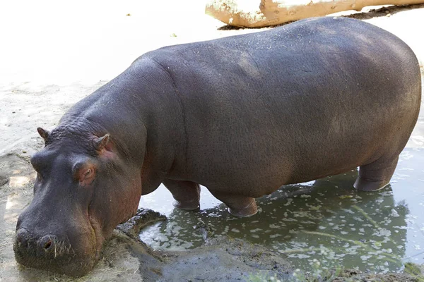 Primer Plano Hipopótamo Común Cautivo Anfibio Hipopótamo —  Fotos de Stock