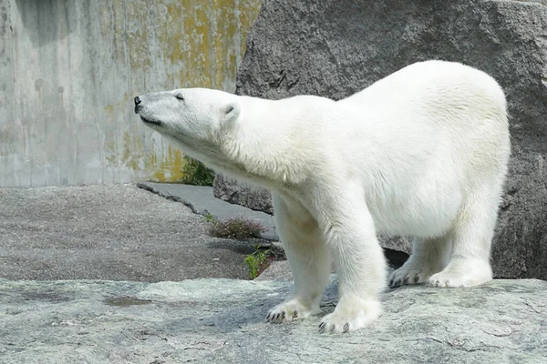 Polar Bear Ursus Maritimus Rocky Ground Stock Image