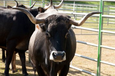 İspanyol sığırları Cantabria 'nın batısında, İspanya' nın kuzeyinde bir sığır fuarında ürerler..