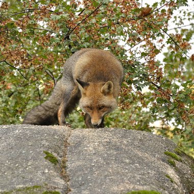 Kızıl Tilki (Vulpes vulpes) ormandaki bir kayanın tepesinde