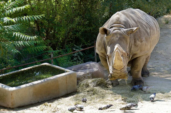 Captive White Rhinoceros Also Called Square Lipped Rhinoceros Ceratotherium Simum — Stock Photo, Image