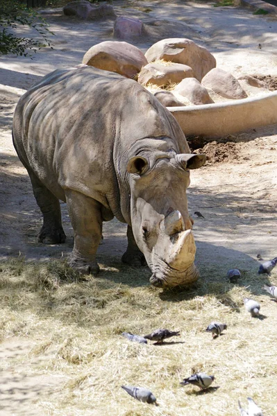 Полонені Білі Носороги Також Називаються Квадратними Зліпленими Носорогами Ceratotherium Simum — стокове фото