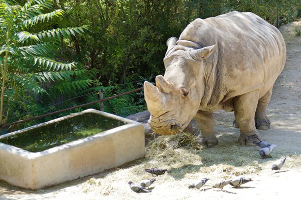 Captive White Rhinoceros Also Called Square Lipped Rhinoceros Ceratotherium Simum — Stock Photo, Image