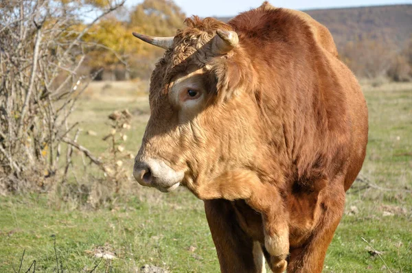 Jeune Taureau Brun Regardant Gauche Dans Une Prairie Espagne — Photo