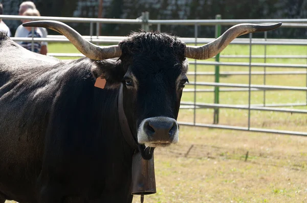 Razza Bovina Spagnola Originaria Della Parte Occidentale Della Cantabria Nel — Foto Stock