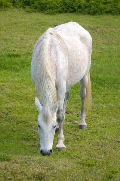 Pohled Bílého Koně Pasoucího Louce — Stock fotografie
