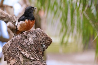 Beyaz popolu shama (Copsychus malabaricus) 