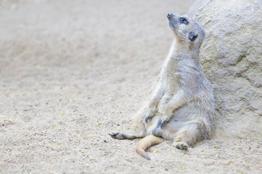 Meerkat (Suricata suricatta) restin