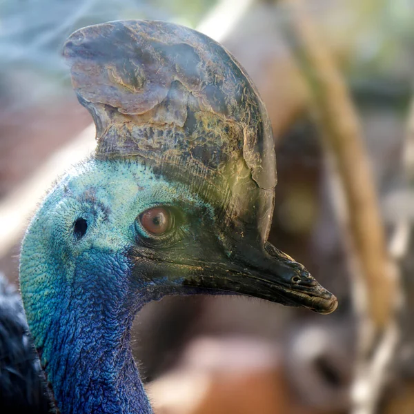 Portret Kasownika Południowego Casuarius Casuarius — Zdjęcie stockowe