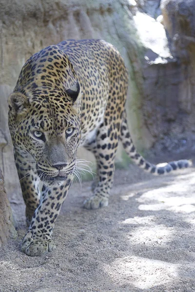 Lampart Lankijski Panthera Pardus Kotiya Spacerujący — Zdjęcie stockowe