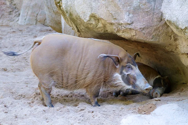 Red River Hog Potamochoerus Porcus — Stock Photo, Image