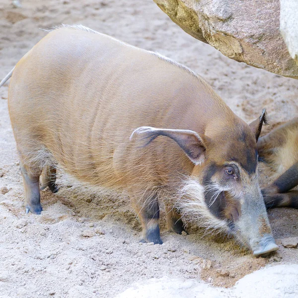 Red River Hog Potamochoerus Porcus — Stock Photo, Image