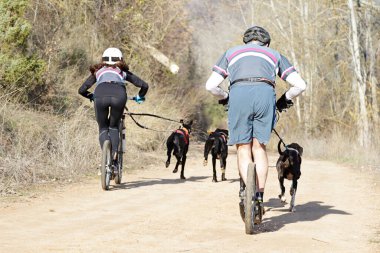 Birkaç köpek ve iki musher, daha popüler bir kanikrosta kazıcı bir dağ mobiletiyle yer alıyorlar.