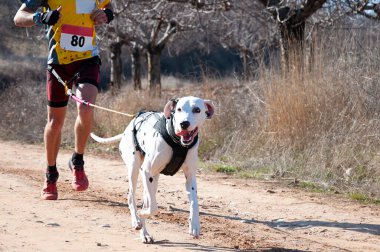 Köpek ve insan popüler bir kanikros rac 'ına katılıyor.