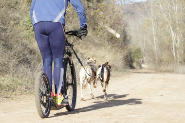 İki köpek ve onların musher 'ı, bir kazıcı dağ mobiletiyle popüler bir kanikrosta yer alıyorlar.