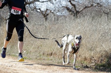 Köpek ve insan popüler bir kanikros rac 'ına katılıyor.
