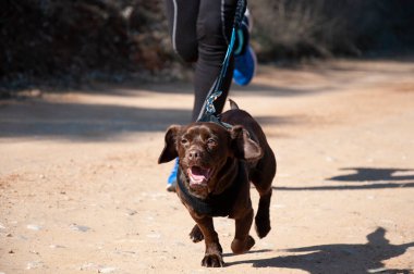 Köpek ve insan popüler bir kanikros rac 'ına katılıyor.
