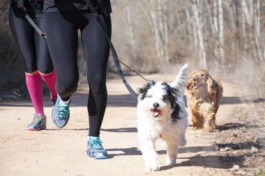 Çok sayıda sporcu ve köpekleri popüler bir kanikros rac 'ına katılıyor.