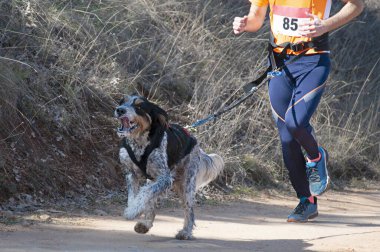 Köpek ve insan popüler bir kanikros rac 'ına katılıyor.