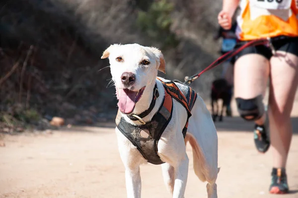 Hund Und Mensch Beim Beliebten Canicross Rennen — Stockfoto