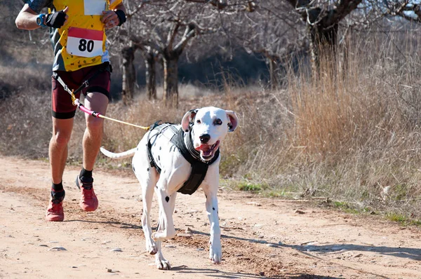 Hund Und Mensch Beim Beliebten Canicross Rennen — Stockfoto