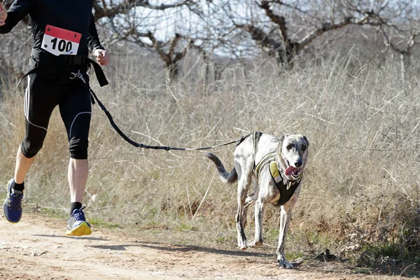 Pies Człowiek Biorący Udział Popularnym Rac Canicross — Zdjęcie stockowe
