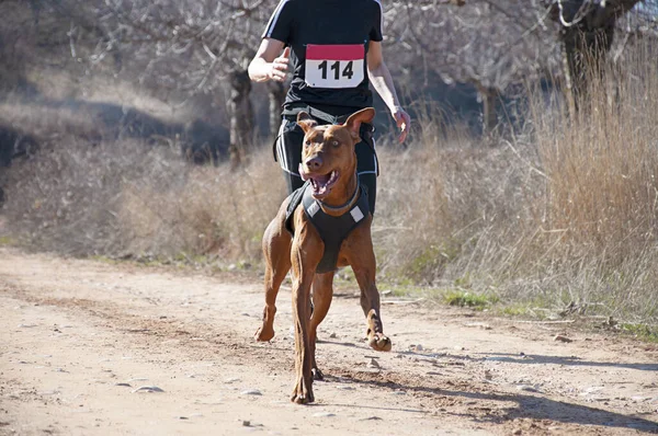 Pies Kobieta Biorący Udział Popularnym Rac Canicross — Zdjęcie stockowe