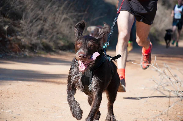 Pies Człowiek Biorący Udział Popularnym Rac Canicross — Zdjęcie stockowe