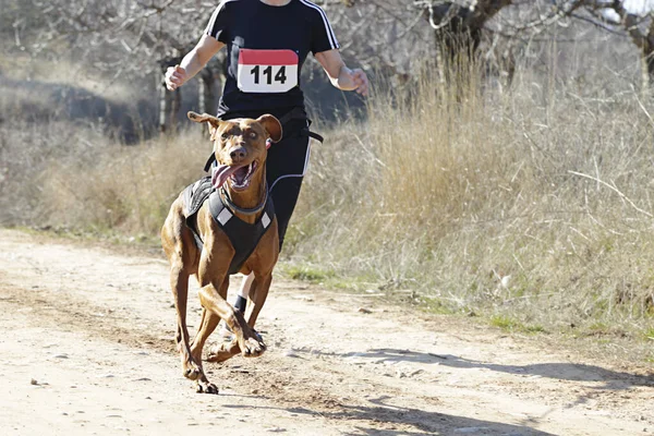 Dog and woman taking part in a popular canicross rac