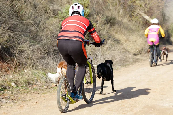 Köpekler ve onların musherleri bisiklet ile popüler bir kanikrosta yer alıyorlar (bisiklet jimnastiği)