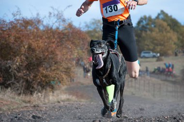 Köpek ve insan popüler bir kanikros yarışına katılıyor.