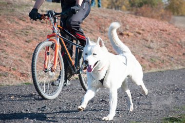 Bisikletli popüler bir kanikrosta yer alan bir köpek ve onun musher (bisiklet))