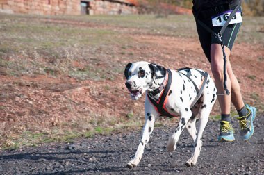 Köpek ve insan popüler bir kanikros yarışına katılıyor.