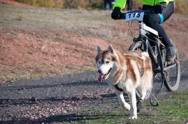 Bisikletli popüler bir kanikrosta yer alan bir köpek ve onun musher (bisiklet))