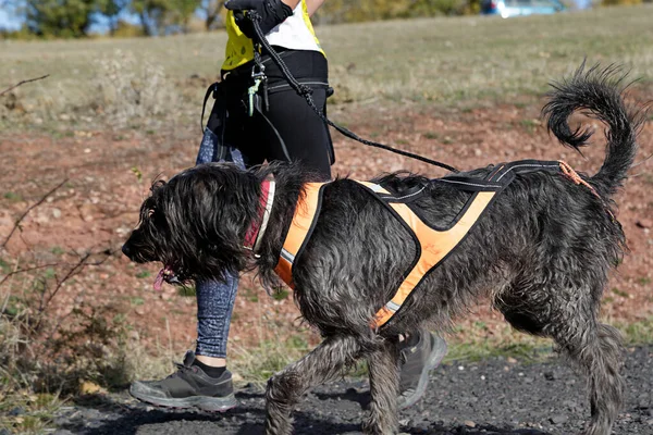 Hund Und Frau Bei Beliebtem Canicross Rennen — Stockfoto